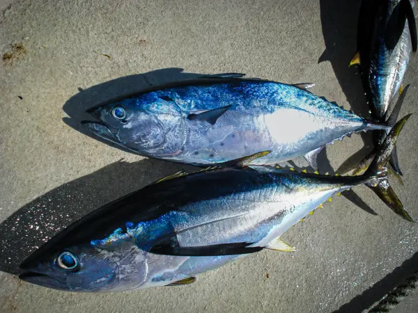 Pacific Bluefin Tuna — and How to Tell It Apart From Southern Bluefin
